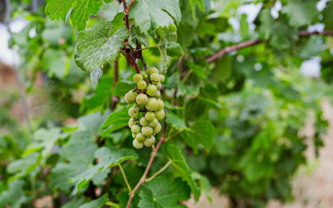 David Maltas Viticultor