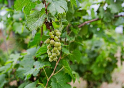 David Maltas Viticultor